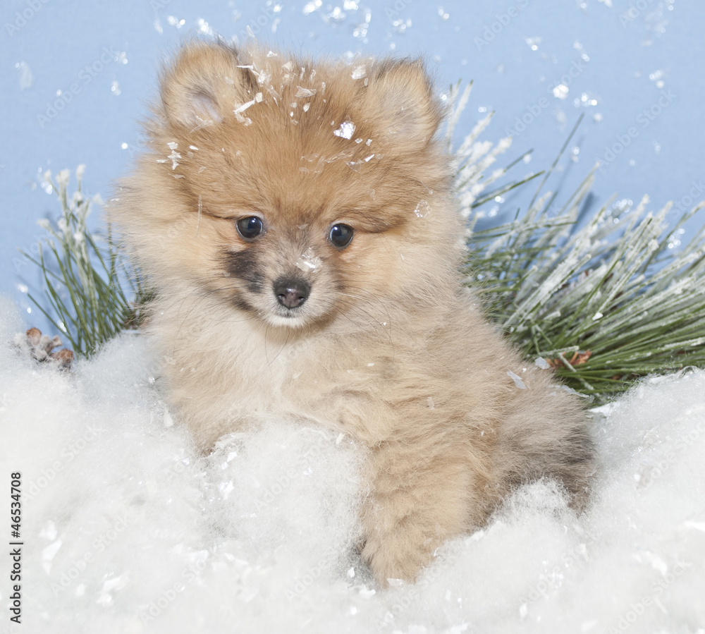 Obraz premium Winter Pom