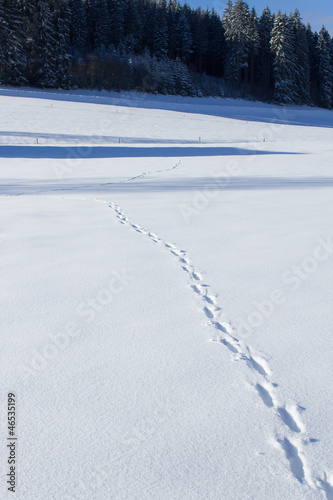 Obraz na płótnie Animal trace in snow