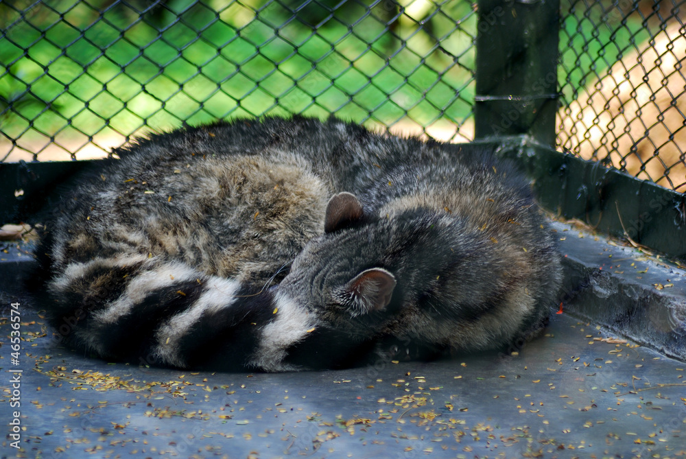 Civet cat in Qingping Market, Guangzhou, China