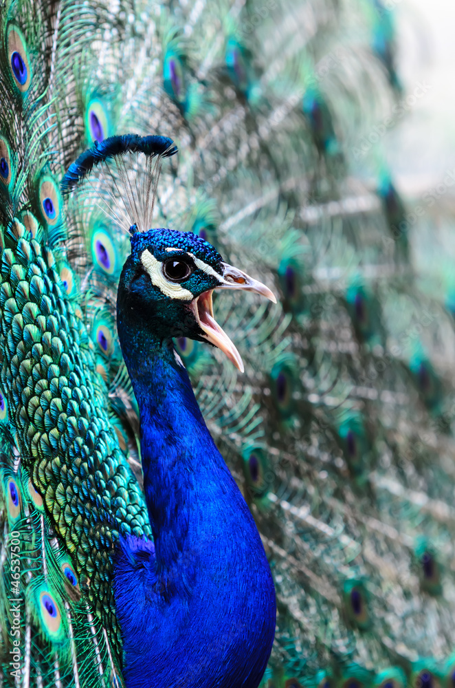 Naklejka premium portrait of a proud displaying peacock male