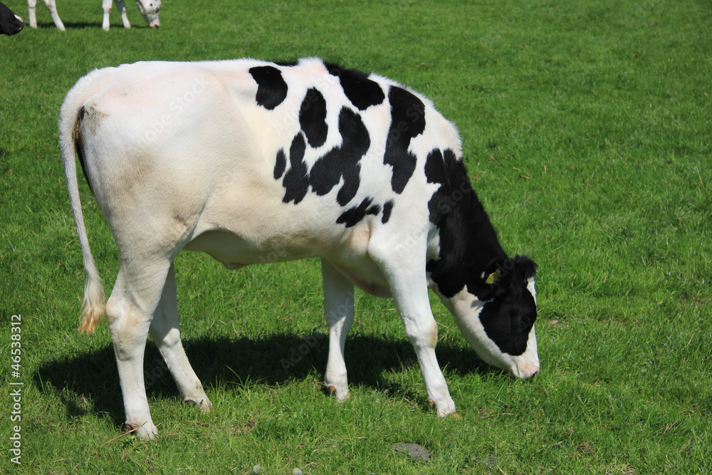 black and white cow