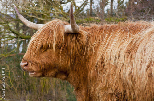 A longhorned cow with a shaggy coat