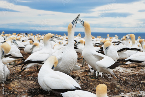 Gannets nesting photo