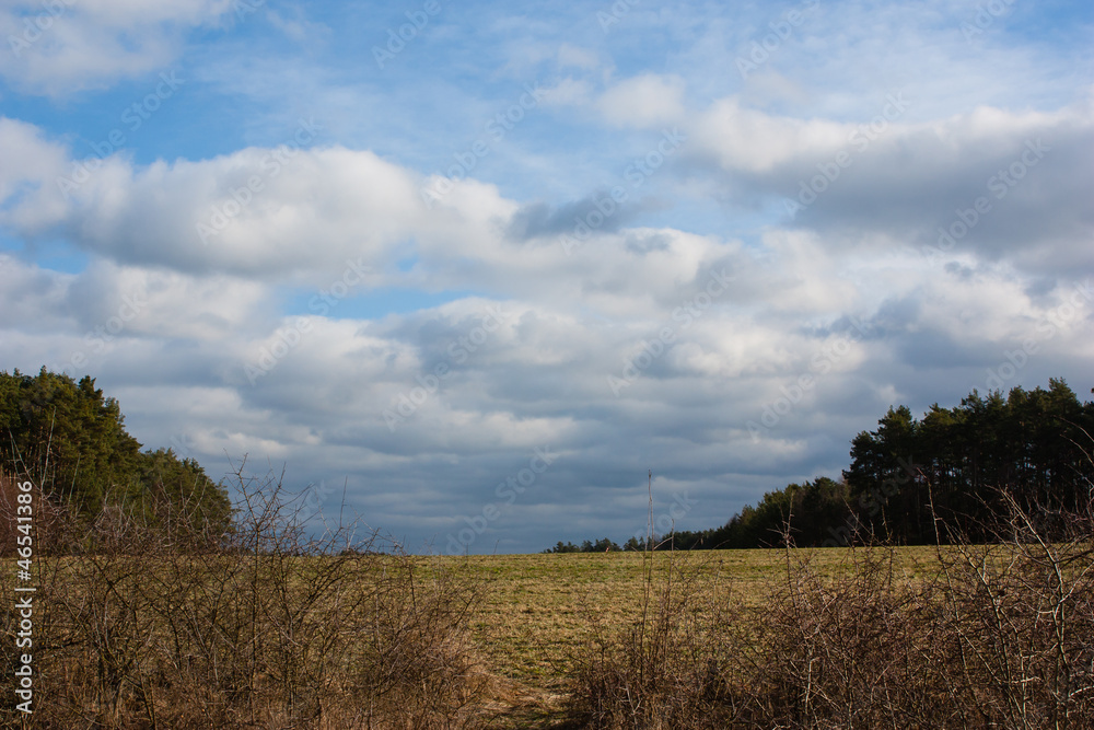 Fototapeta premium grassland in spring