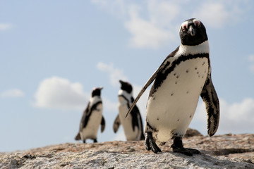 Fototapete Pinguin Pinguine an Boulders Beach Südafrika  © czubak