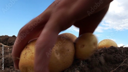 potato farm in the field