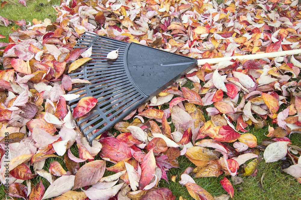 Obraz premium Garden Rake on Fallen Leaves