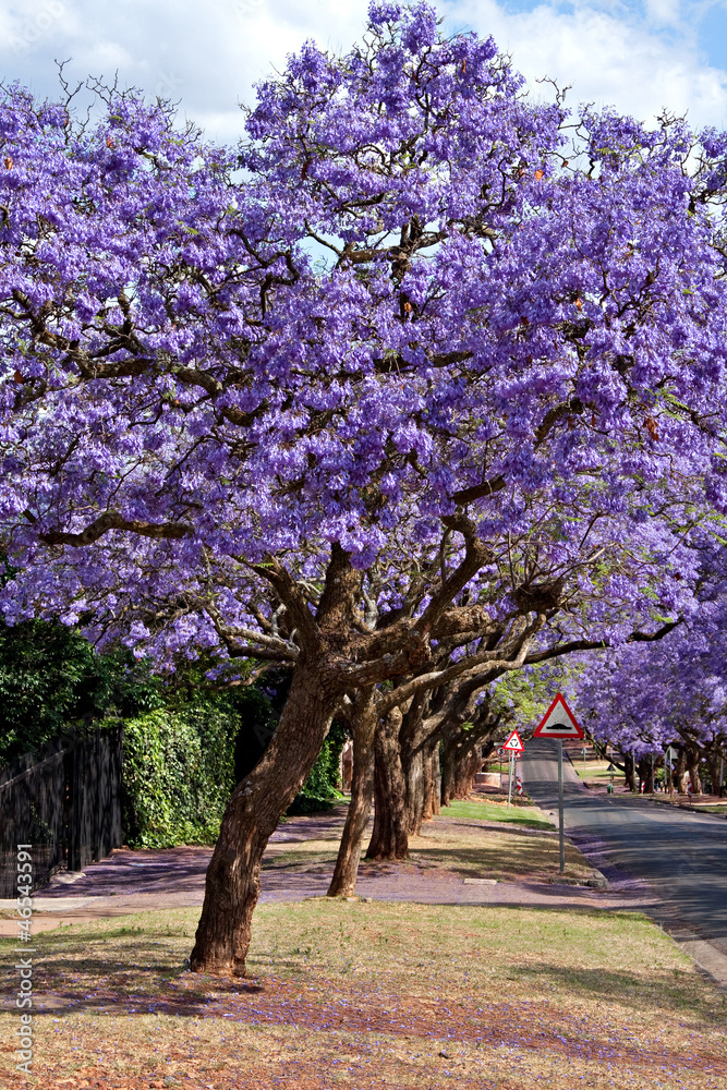 Fototapeta premium jacaranda trees