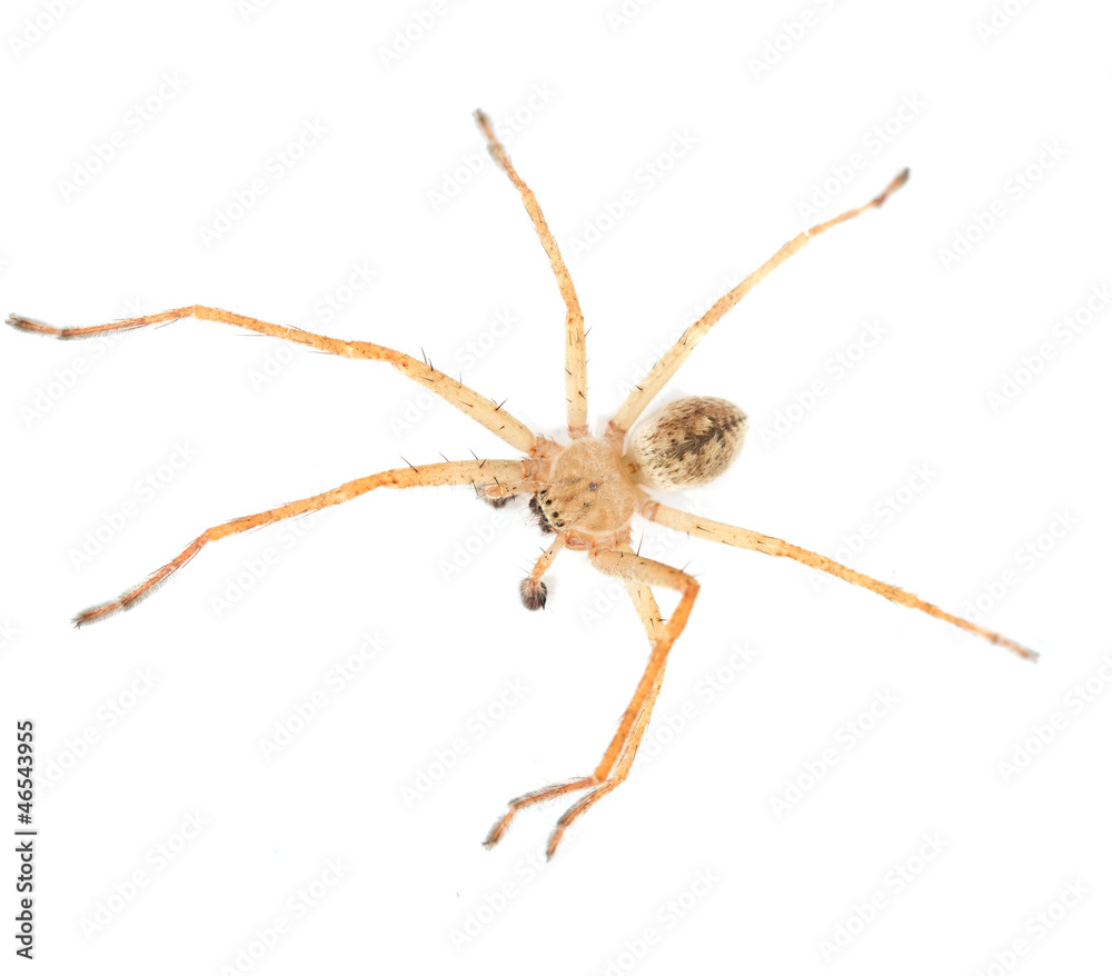 spider on a white background. macro spider on a white background. macro