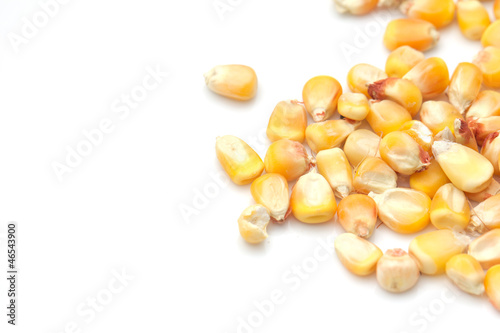 corn on a white background. macro