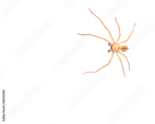 spider on a white background. macro