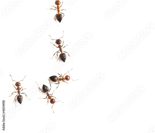 ant on a white background. macro © schankz