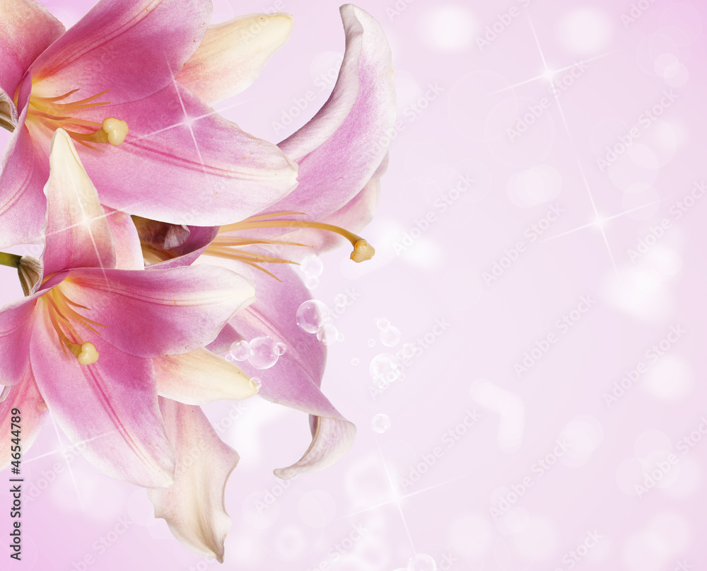 Obraz Piękne kwiaty card.Pink lily