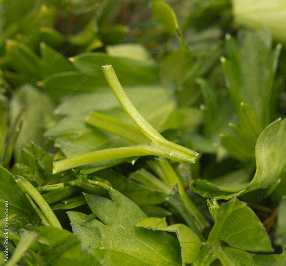 Fototapeta premium chopped parsley. macro
