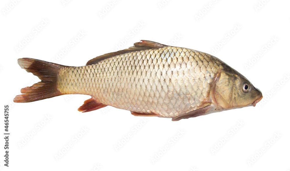 carp on a white background carp on a white background