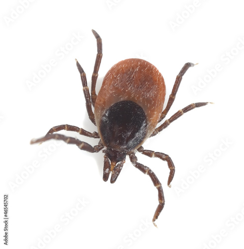 Tick isolated on white background, extreme close-up