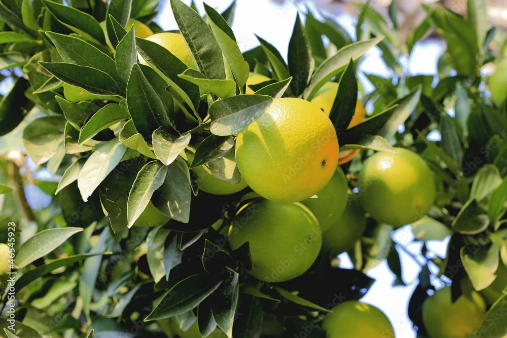 Green oranges growing on the tree branch