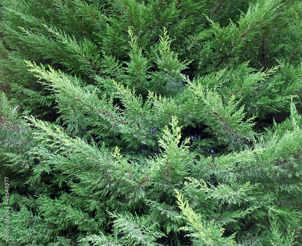 beautiful green bush close-up. beautiful green bush close-up.