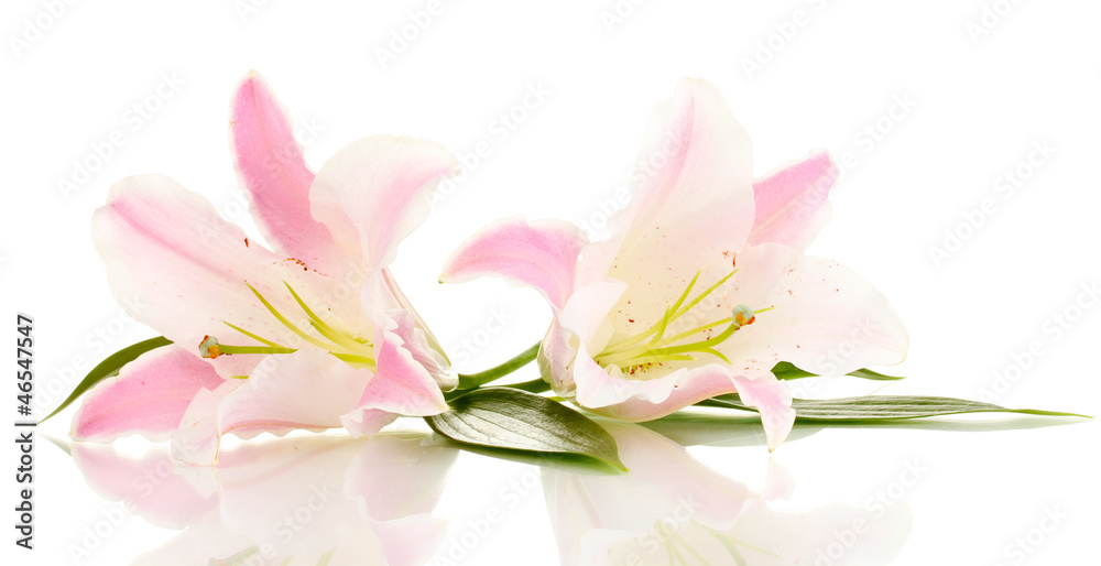 beautiful lily flowers isolated on white