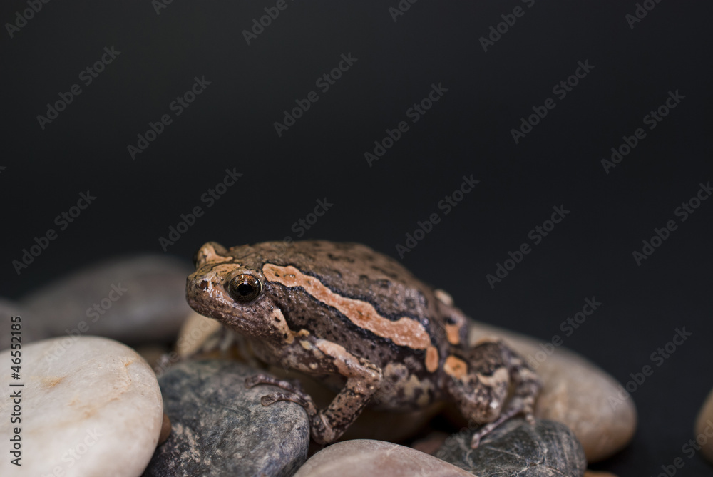 Asian painted frog (Kaloula pulchra) Asian painted frog (Kaloula pulchra)