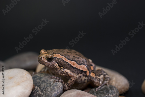 Asian painted frog (Kaloula pulchra)