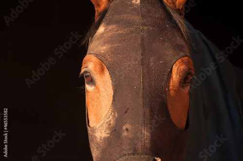 Horse hood