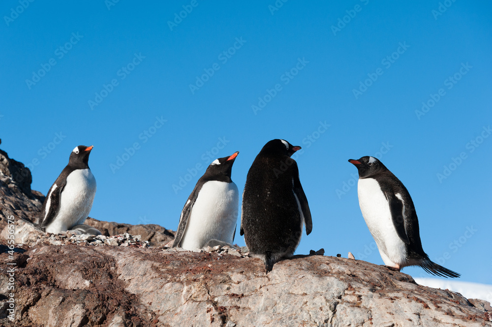 Fototapeta premium Gentoo penguins near the mountain