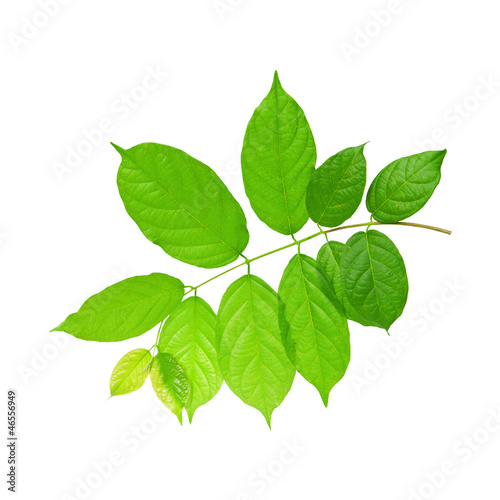 green leaves of tree plant isolated on white background