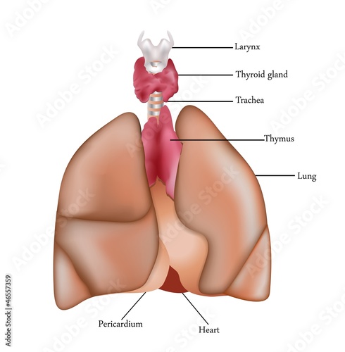 Lungs, Thymus, larynx, thyroid gland and pericardium