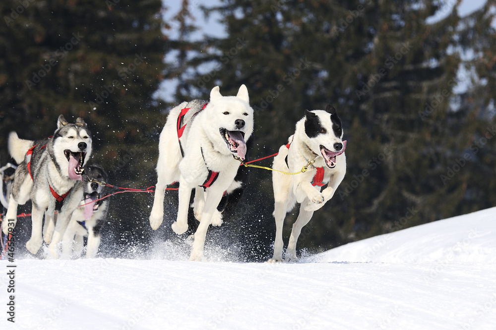 sportive dogs