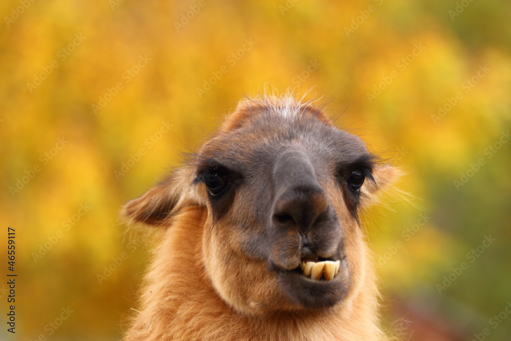 Fototapeta premium llama showing its teeht