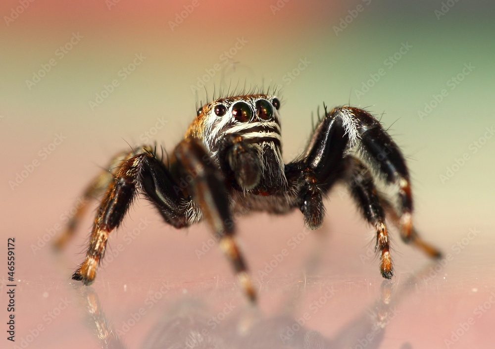 Evarcha arcuata Springspinne blickt nach oben Evarcha arcuata Springspinne blickt nach oben