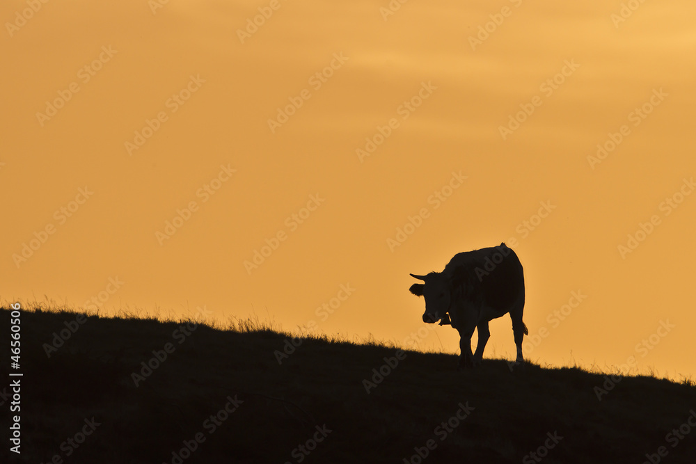 Vache domestique au levé du soleil Vache domestique au levé du soleil