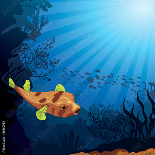 Colored coral reef and puffer