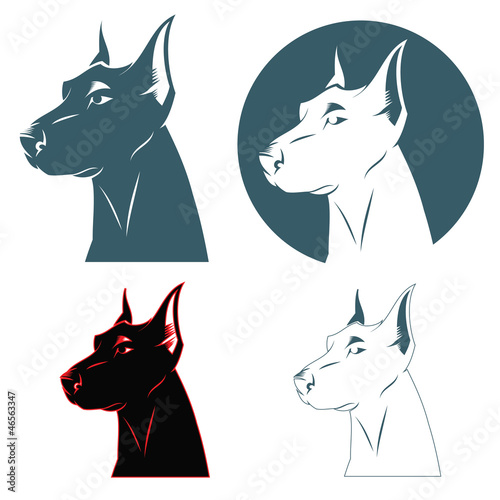 Doberman dog head