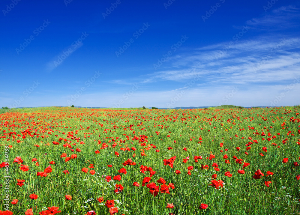 Bright meadow and sky. Fresh summer composition
