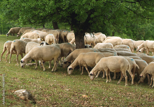 Moutons race caussenarde