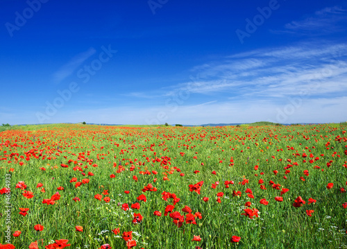Bright meadow and sky. Fresh summer composition