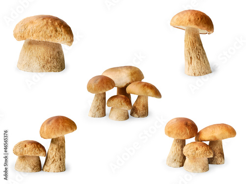 Set of the edible mushrooms on white background