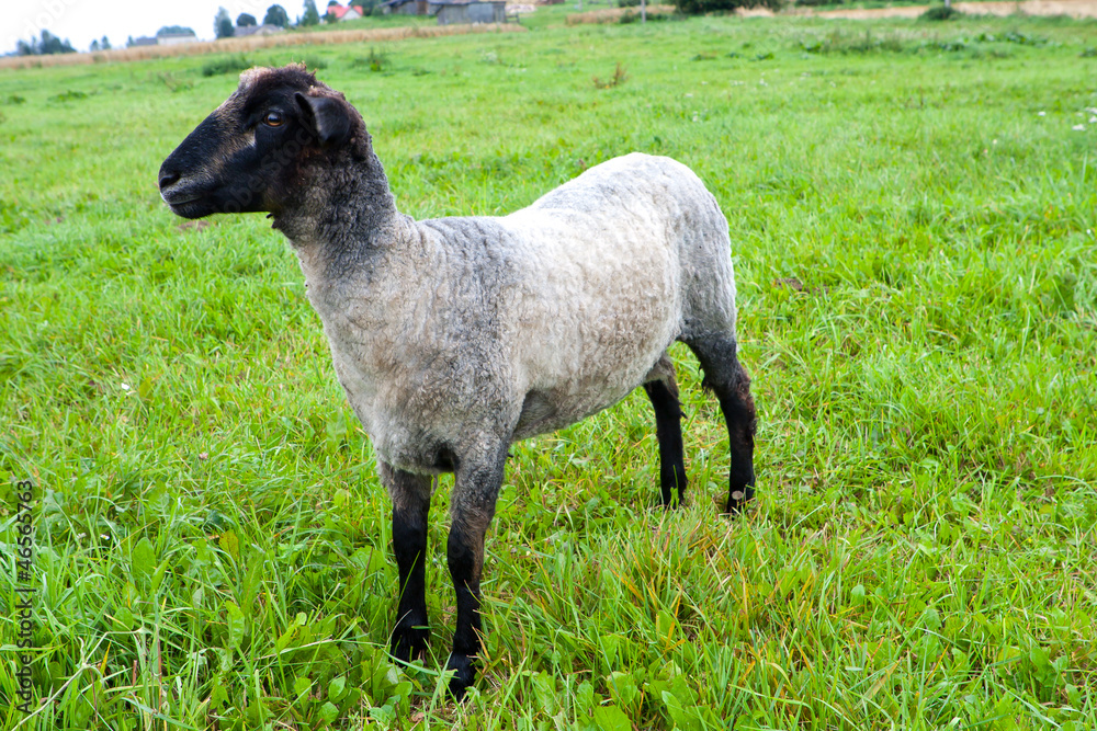 Obraz premium Black headed sheep