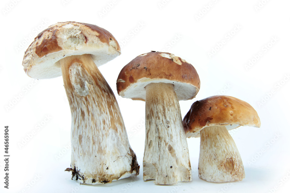Cèpes sur fond blanc Cèpes sur fond blanc