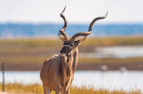 Kudu bull photo