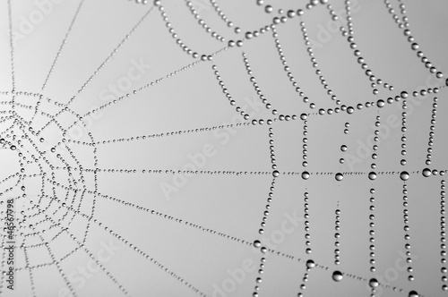 spider web with dew drops closeup