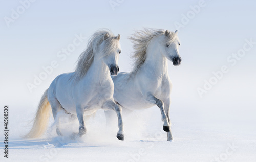 dwa-galopujace-po-sniegu-snieznobiale-konie