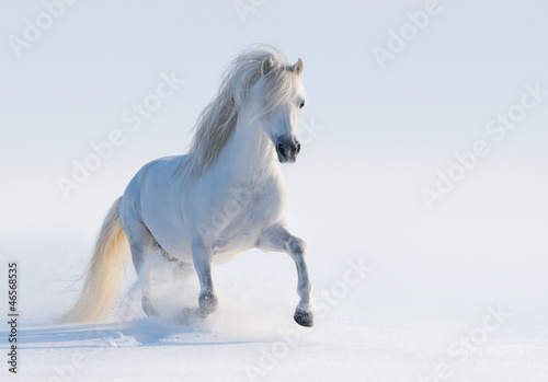 Fototapeta Naklejka Na Ścianę i Meble -  Galloping white Welsh pony