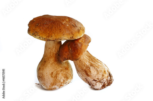 Two Boletus Edulis mushrooms over white background