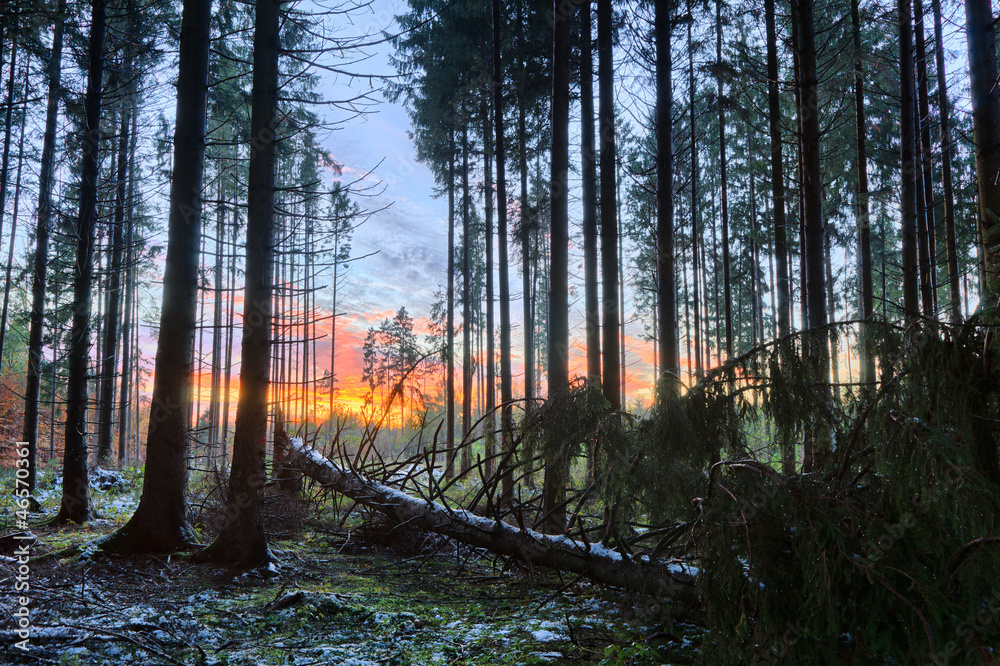 Obraz premium Sunset in snowy Spruce Forest