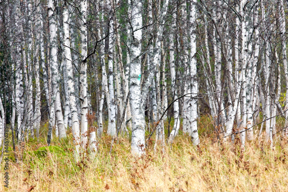 Natural background - a autumn birchwood Natural background - a autumn birchwood