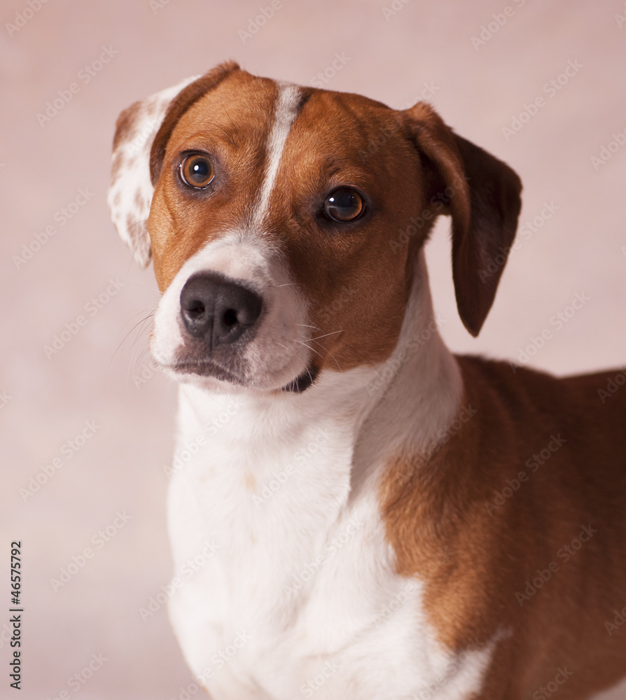 dog dog