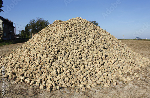 sugar beet agriculture harvest photo